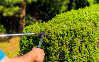 The Crucial Role of Hedge Trimming