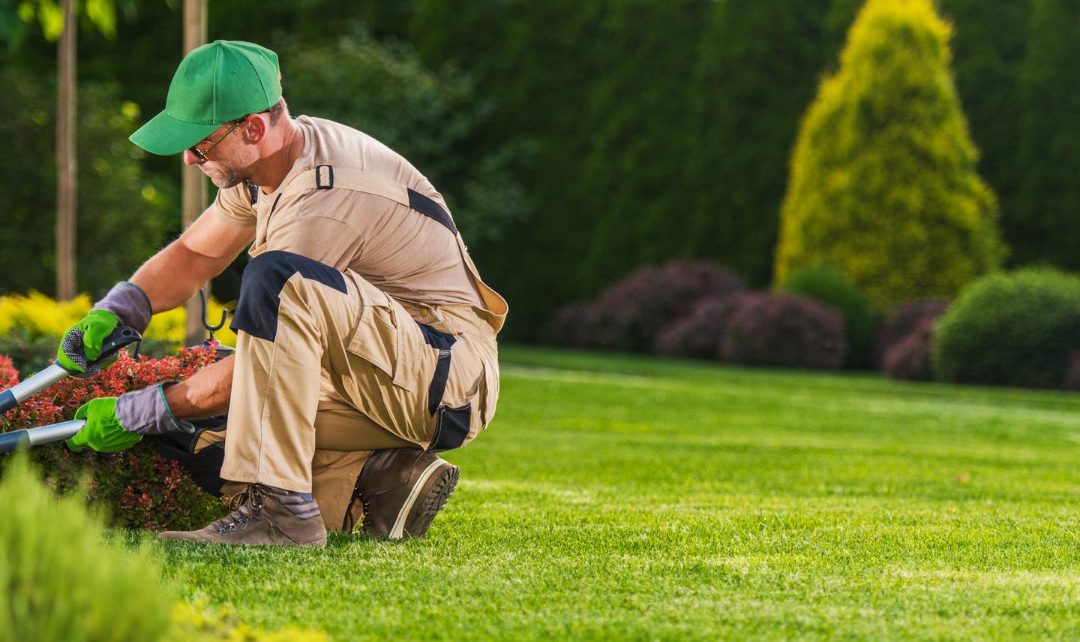 Year-Round Lawn Care: Your Seasonal Guide