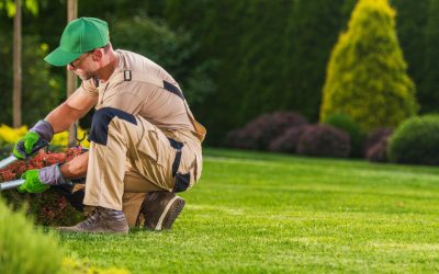 Year-Round Lawn Care: Your Seasonal Guide