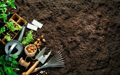 Easy Gardening Tips to Transform Your Yard Without Breaking a Sweat