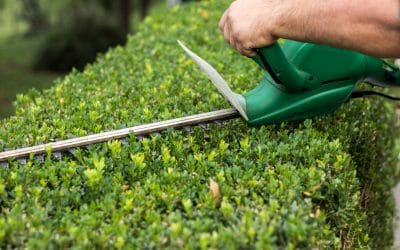 Hedge Care in Riverside, NJ: Simple Trimming Tips That Keep Your Yard Looking Sharp